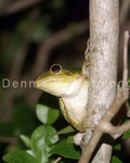 Cuban tree Frog 13 (AMP 13) copy.jpg