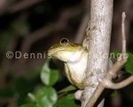 Cuban Tree Frog 9 (APM 9) copy.jpg
