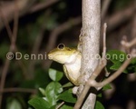 Cuban tree Frog 10 (APM10) copy.jpg