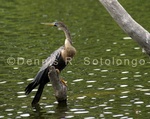 Anhinga 21 .jpg