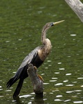 Anhinga 22.jpg