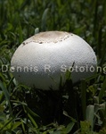 Parasol Mushroom 2 .jpg