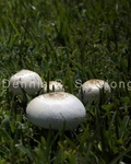 Parasol Mushroom 4.jpg