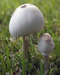 Parasol Mushroom 9 .jpg