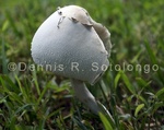 Parasol Mushroom 11.jpg