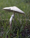 Parasol Mushroom12 .jpg