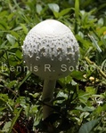 Parasol Mushroom17.jpg