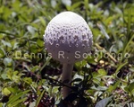 Parasol Mushroom20.jpg