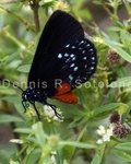 Atala Butterfly 14 .jpg