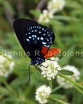 Atala Butterfly 16.jpg