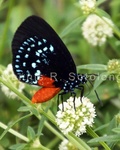 Atala Butterfly 18.jpg