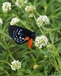 Atala Butterfly 19 .jpg