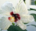 Harry Hibiscus 1 .jpg