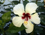 Harry Hibiscus 4.jpg