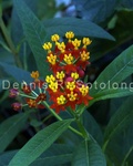 Mexican Milkweed 3.jpg