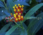 Mexican Milkweed 4.jpg