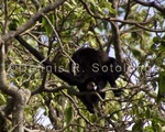 Black Head Spider Monkey 1.jpg