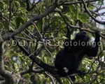 Black Head Spider Monkey 2 .jpg