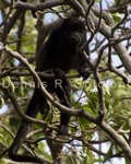 Black Head Spider Monkey 3 .jpg