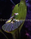 Glass frog 1 .jpg