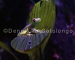 Glass frog 2.jpg
