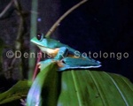 Gliding Treefrog 1.jpg