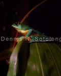 Gliding Treefrog 2.jpg