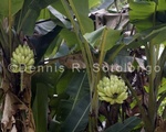 Bananas tree 3 .jpg