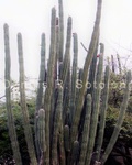 Candle cactus 3 .jpg