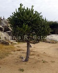 Christmas Tree Cactus 1 .jpg