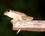 Cuban Tree Frog 1.jpg