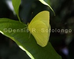 Cloudeles Sulphur 1 .jpg