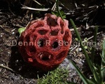 Lattice Stinkhorn Mushroom 2 .jpg