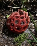 Lattice Stinkhorn Mushroom 3 .jpg