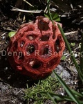 Lattice Stinkhorn Mushroom 5 .jpg