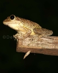 Cuban Tree Frog 2.jpg