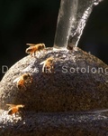 Bees on the Fountain 5 .jpg