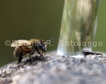 Bees on the Fountain 6 .jpg