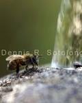 Bees on the Fountain 8.jpg