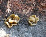 Cup fungi 3 .jpg