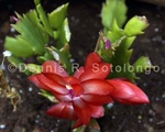 Christmas Cactus 3 .jpg