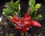 Christmas Cactus 5 .jpg