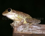 Cuban Tree Frog 3.jpg