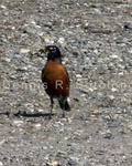 American Robin 1.jpg