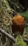 American Robin 4 .jpg