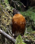 American Robin 5 .jpg