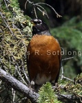 American Robin 8 .jpg