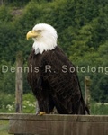 Bald Eagle 59 .jpg