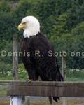 Bald Eagle 63 .jpg