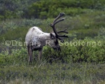 Caribou 10 .jpg